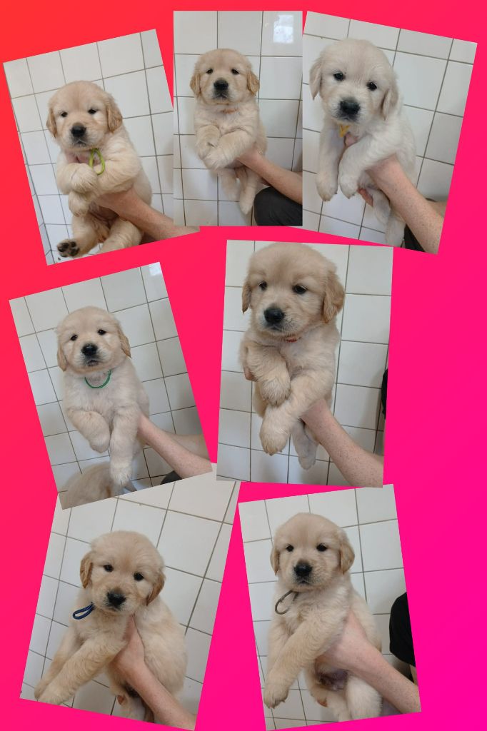 Les nouveaux bébé Golden sont nés !
