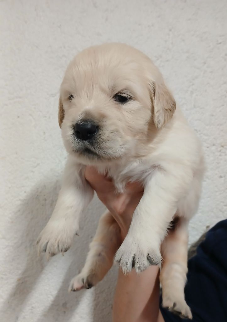 Du Clos Meridional - Chiots disponibles - Golden Retriever