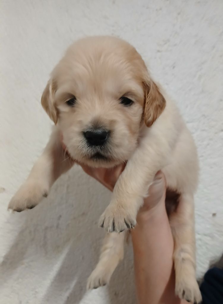 Du Clos Meridional - Chiots disponibles - Golden Retriever