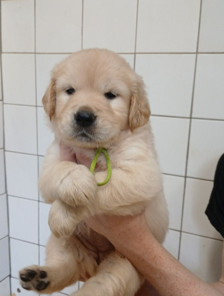 Du Clos Meridional - Chiots disponibles - Golden Retriever