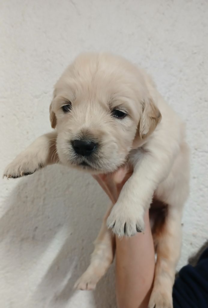 Du Clos Meridional - Chiots disponibles - Golden Retriever