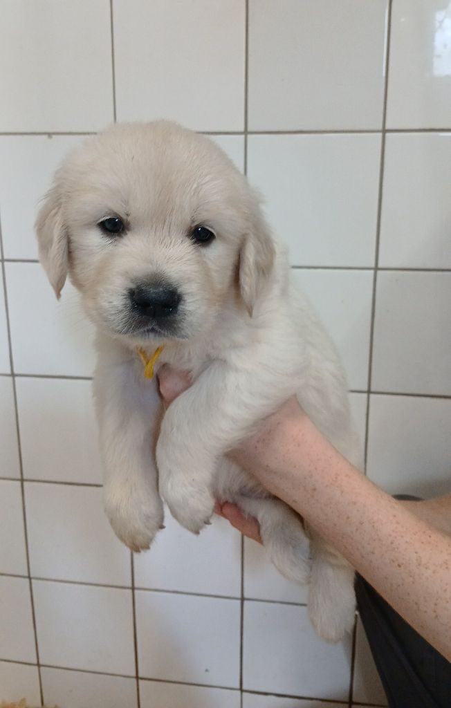 Du Clos Meridional - Chiots disponibles - Golden Retriever